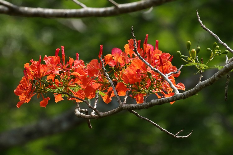 Flowering tree