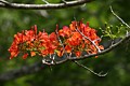 Flowering tree