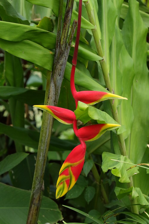 Hanging Lobster Claw (Heliconia rostrata)