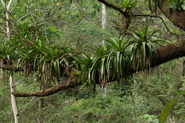 Bromeliads
