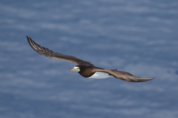 Brown Booby (Sula leucogaster)