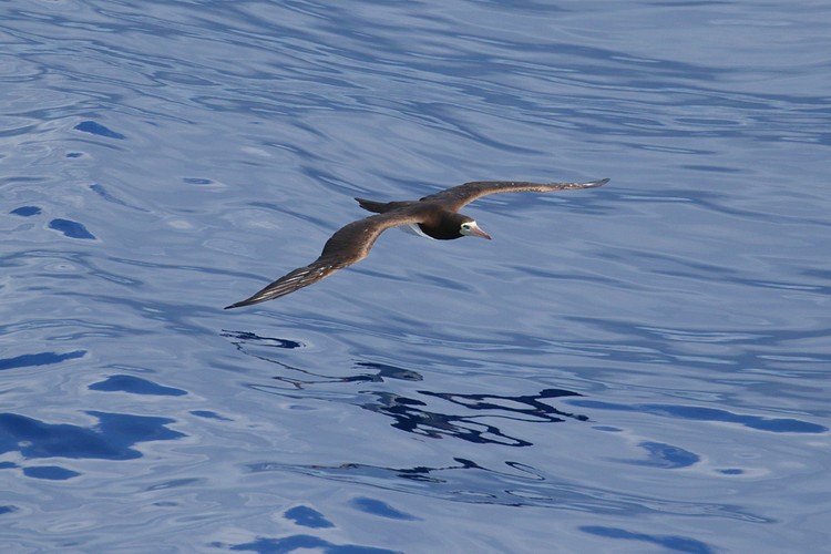 Brown Booby (Sula leucogaster)