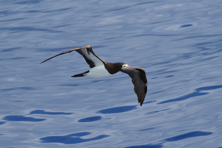 Brown Booby (Sula leucogaster)