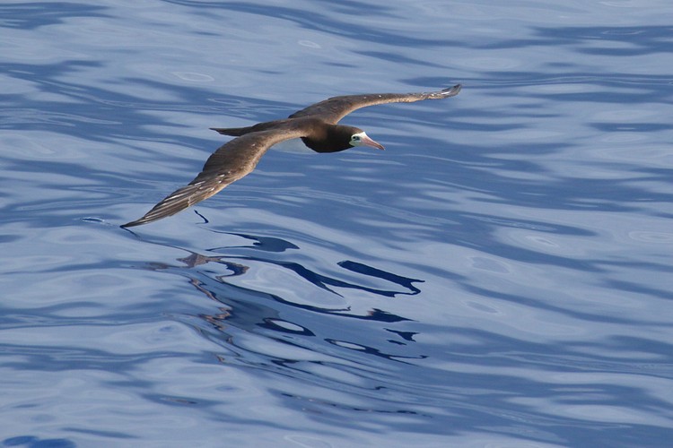Brown Booby (Sula leucogaster)