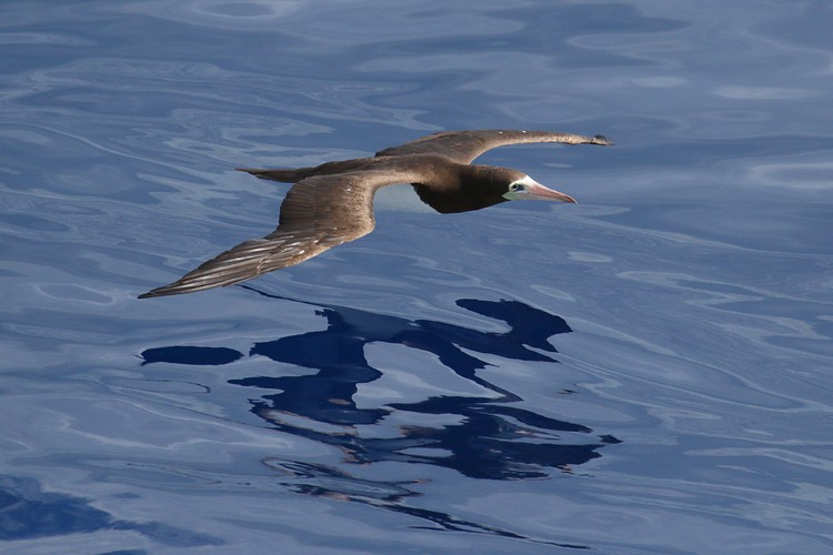 Brown Booby (Sula leucogaster)