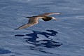 Brown Booby (Sula leucogaster)