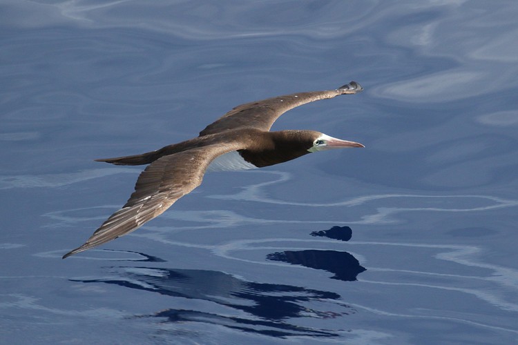 Brown Booby (Sula leucogaster)