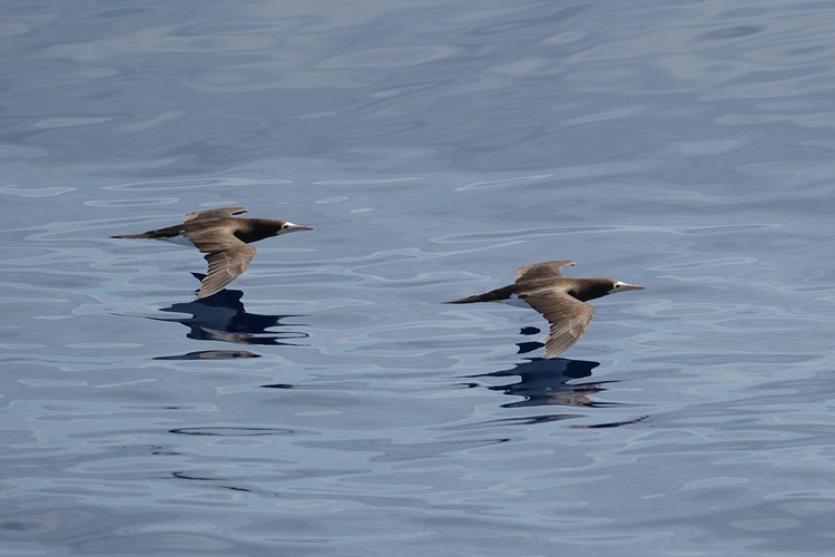 Brown Boobies (Sula leucogaster)