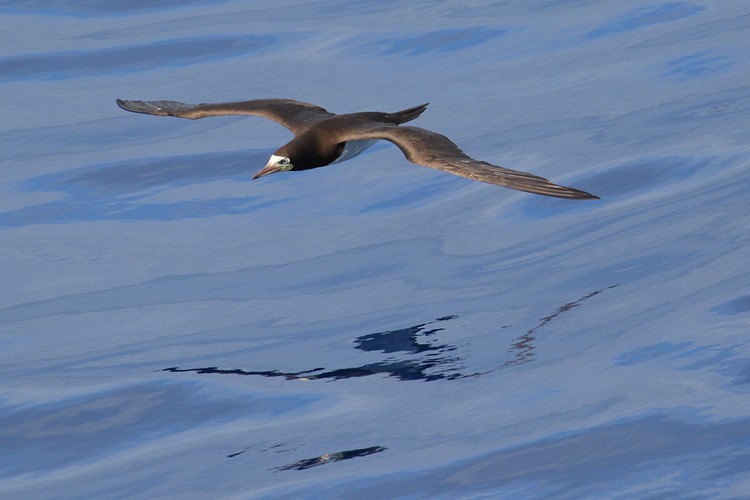 Brown Booby (Sula leucogaster)