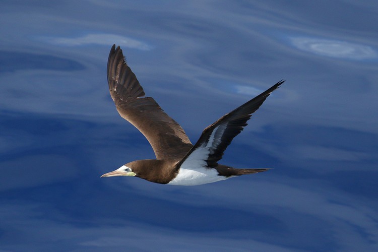 Brown Booby (Sula leucogaster)