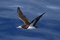 Brown Booby (Sula leucogaster)