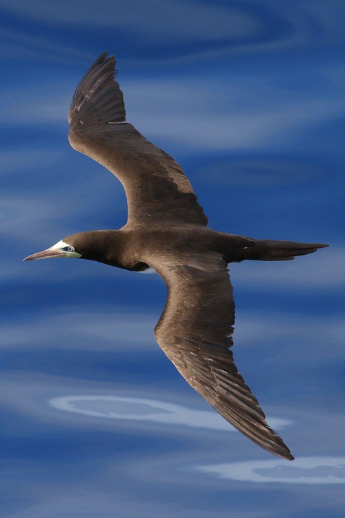 Brown Booby (Sula leucogaster)