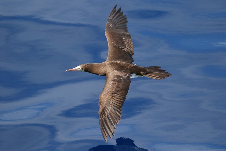 Brown Booby (Sula leucogaster)