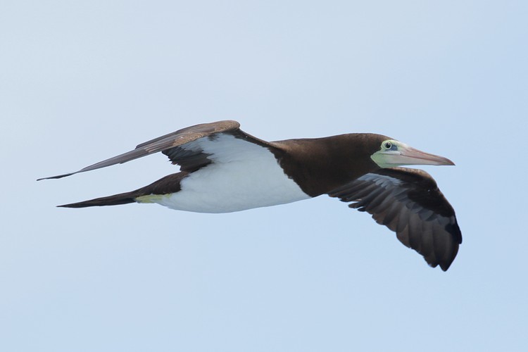 Brown Booby (Sula leucogaster)