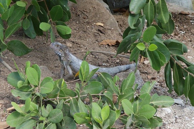 Iguana