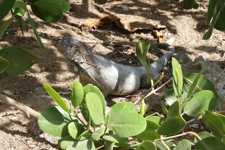 Iguana