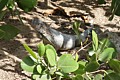 Iguana