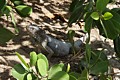 Iguana