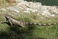 Iguana