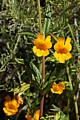 Sticky Monkeyflower