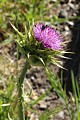 Venus Thistle