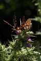 Variable Checkerspot Butterflies