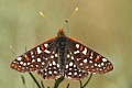 Variable Checkerspot Butterfly