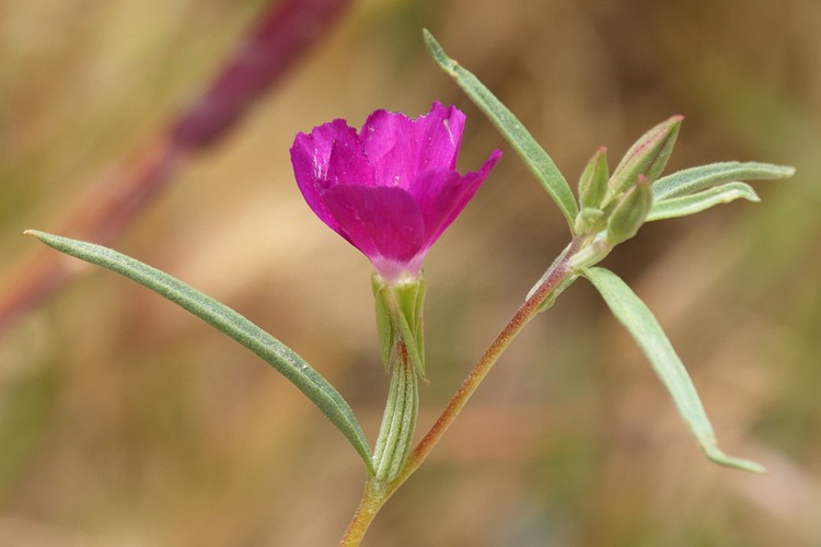 Winecup Clarkia