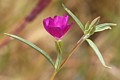 Winecup Clarkia