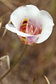 Mariposa Lily