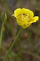 Mariposa Lily