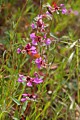 Elegant Clarkia