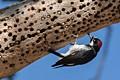 Acorn woodpecker (Melanerpes formicivorus)