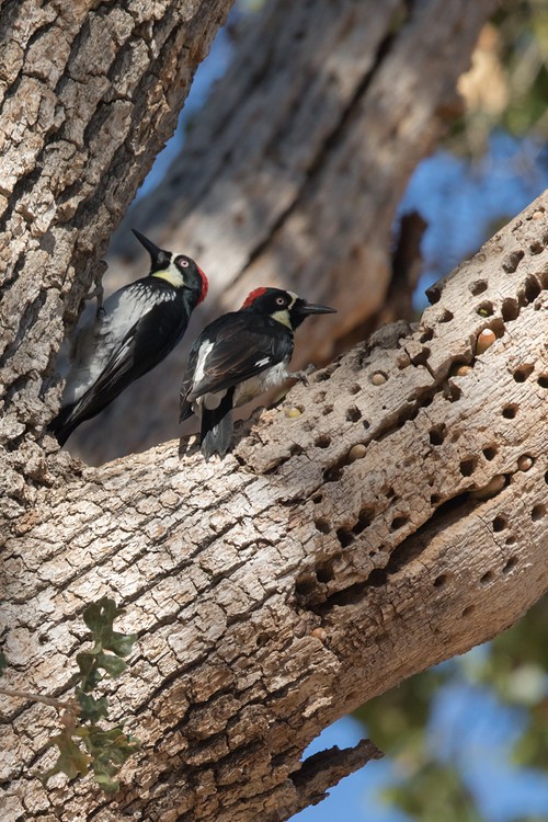 Acorn woodpecker (Melanerpes formicivorus)