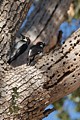 Acorn woodpecker (Melanerpes formicivorus)