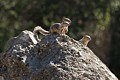 California ground squirrels (Otospermophilus beecheyi)