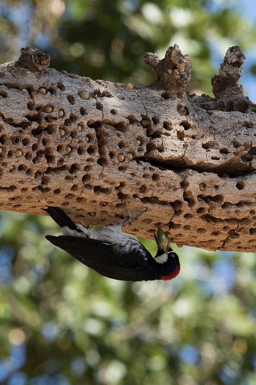 Acorn woodpecker (Melanerpes formicivorus)