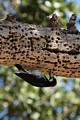 Acorn woodpecker (Melanerpes formicivorus)