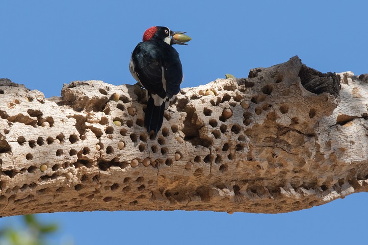 Acorn woodpecker (Melanerpes formicivorus)