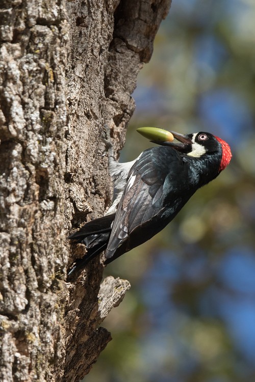 Acorn woodpecker (Melanerpes formicivorus)