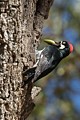 Acorn woodpecker (Melanerpes formicivorus)