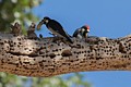 Acorn woodpecker (Melanerpes formicivorus)