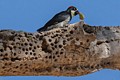 Acorn woodpecker (Melanerpes formicivorus)