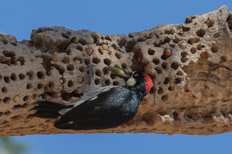 Acorn woodpecker (Melanerpes formicivorus)