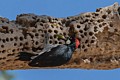 Acorn woodpecker (Melanerpes formicivorus)