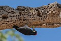 Acorn woodpecker (Melanerpes formicivorus)