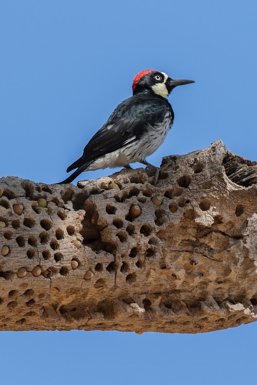 Acorn woodpecker (Melanerpes formicivorus)