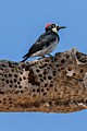 Acorn woodpecker (Melanerpes formicivorus)