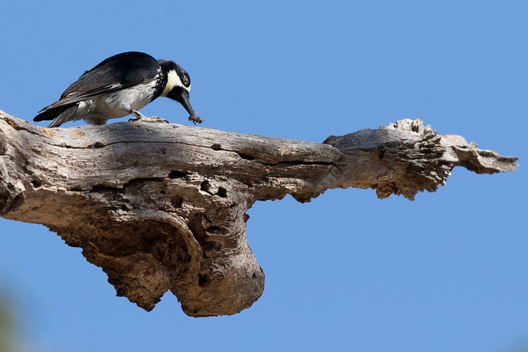 Acorn woodpecker (Melanerpes formicivorus)