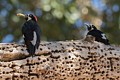 Acorn woodpecker (Melanerpes formicivorus)